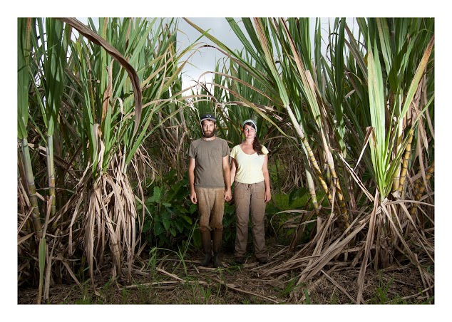 ["Cane Field" from "The Vacation Collection" series, 2012.]